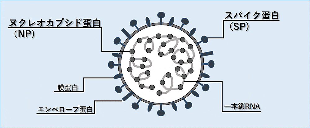 新型コロナウイルスの構造